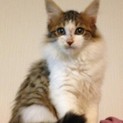一時停止！ふわふわ短足❤穏やか☆パフちゃん