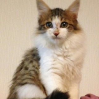 一時停止！ふわふわ短足❤穏やか☆パフちゃん