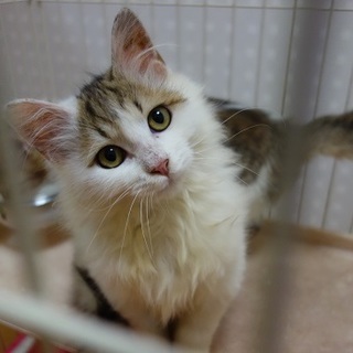 人が大好きなイケメン、ホームズくん