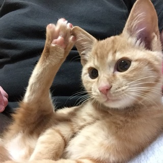 ありがとうございました