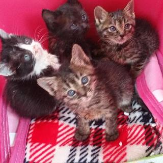離乳期４姉妹♡キジトラ黒白ハチワレキジトラ