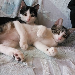 再び募集致します。まずは会ってみて下さい(^^)