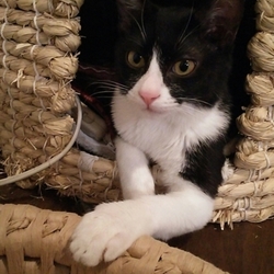 「お尻から油がー！？」サムネイル1