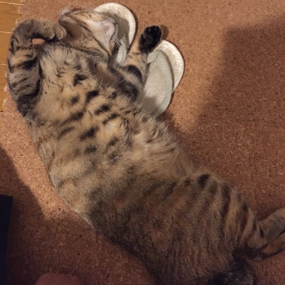 ちゃちゃのカバー写真