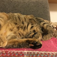 ちゃちゃ