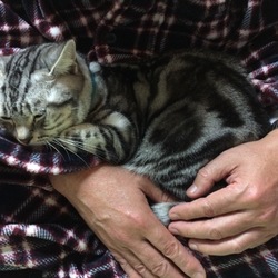 だっこされるねこ