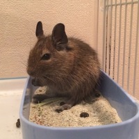 ちぃ