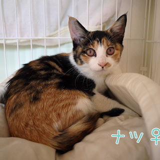 ピンクのおめめ★甘えんぼ三毛猫★生後9か月