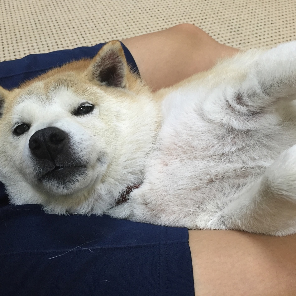 ココのカバー写真