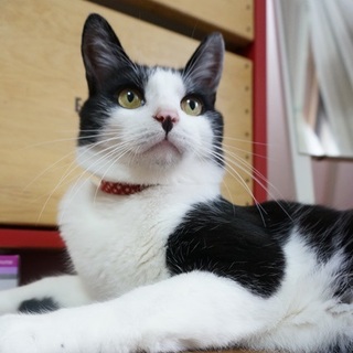 黒白ハチ割れの美男子です