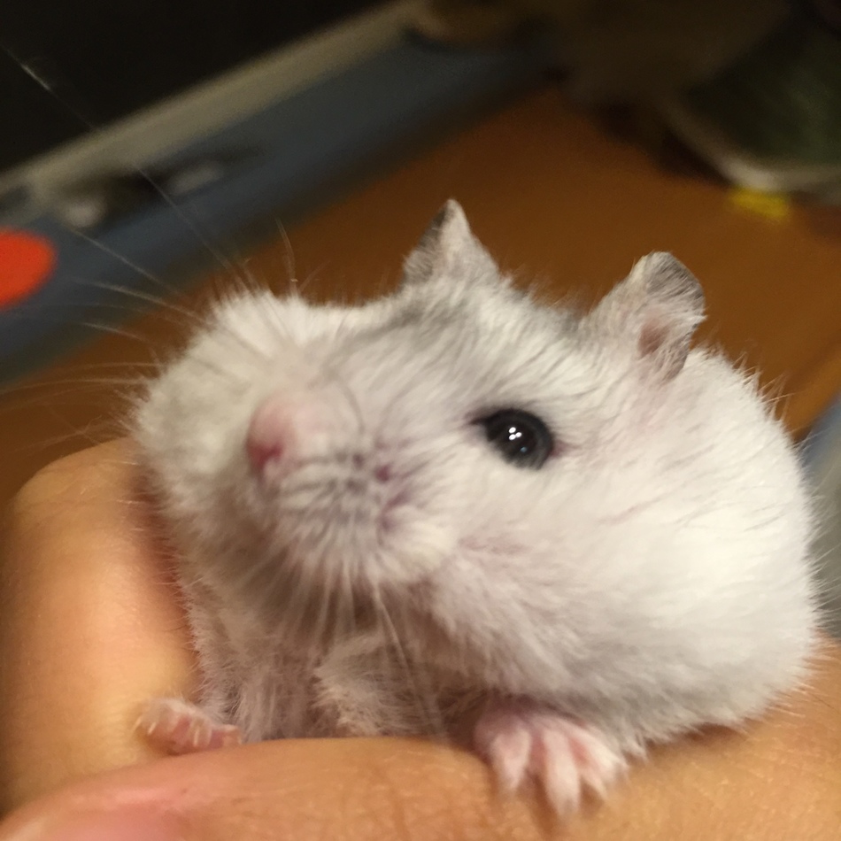 みーのカバー写真