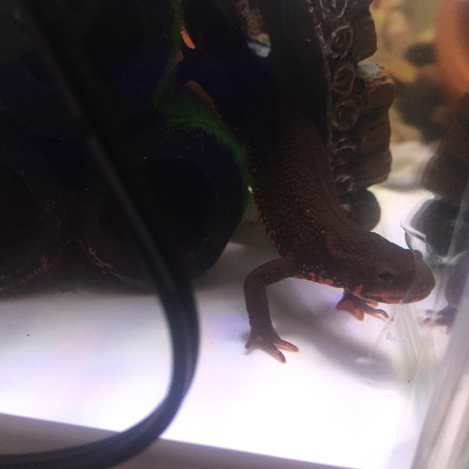歳郎のカバー写真