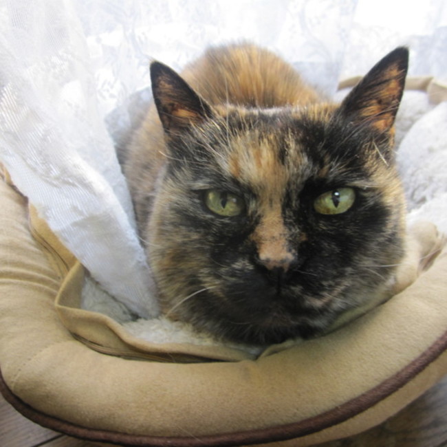 いしいのカバー写真