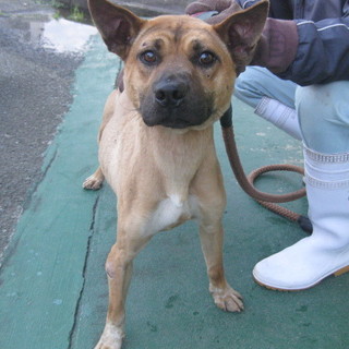 期限切迫！！ちょっと強面の元気な男の子です・・