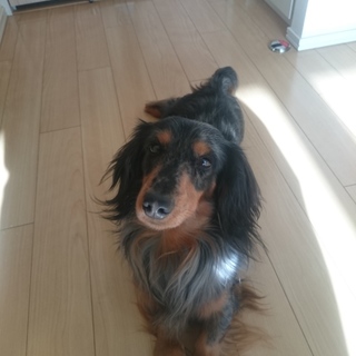 ダックスフンド3歳