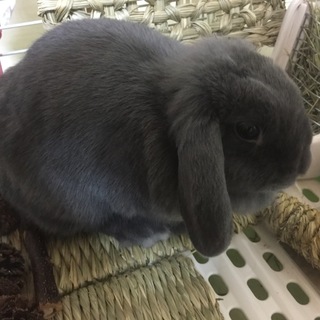 ミニロップイヤーの女の子」東京都 - 小動物の里親募集(95456) 1枚