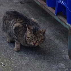 「学校の猫」サムネイル1