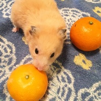 きみひこ。
