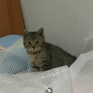 可愛いお顔のキジ虎男の子