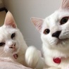 の写真