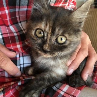 里親募集★かわいい三毛猫です
