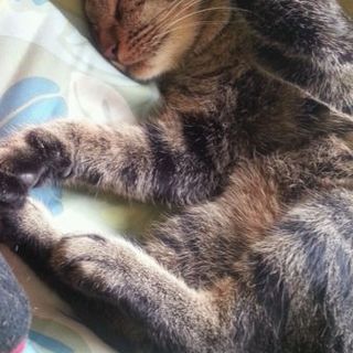 里親募集!! 避妊済み　半野良 ♀　