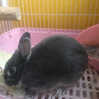 可愛がってください