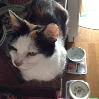 人懐こい三毛猫の里親さま募集中です♪