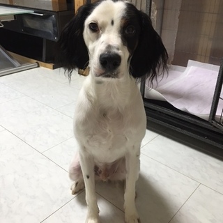 素晴らしい方に引き取られました、有難う御座いました