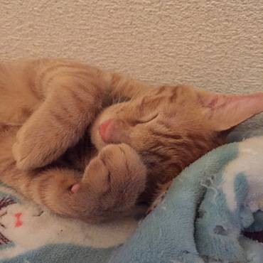 おててが大きいです