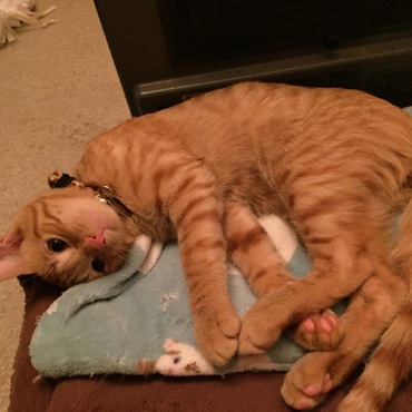 目を開けて寝てるw