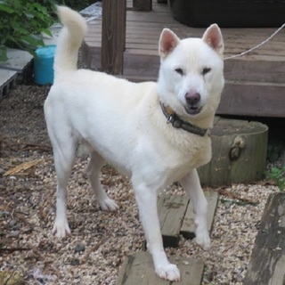 ホワイトシェパード風？性格花丸ワンコ