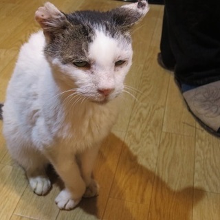 いぶし銀の魅力ボスくん