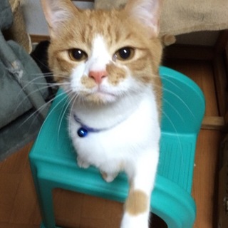 早朝に保護された『葉月くん』