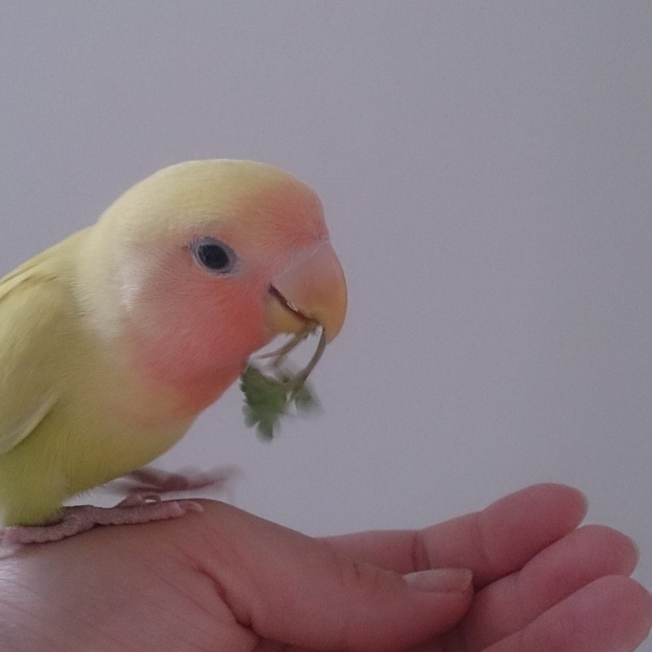 ジルコンのカバー写真