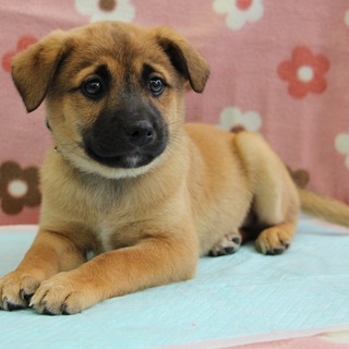 抱っこ大好きメンマ君