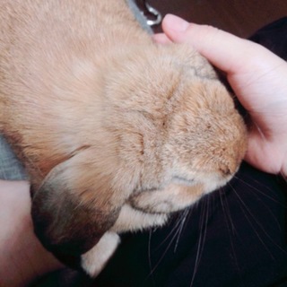 6ヶ月のホーランドロップ