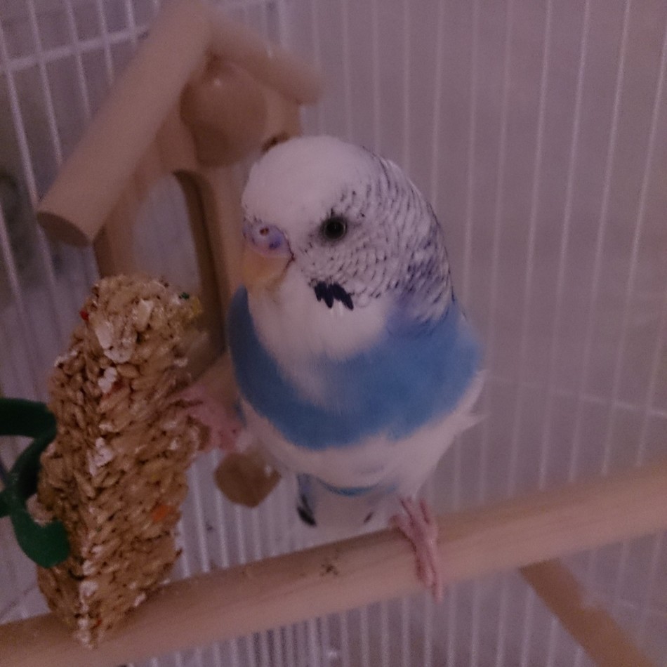 ゆぴおのカバー写真