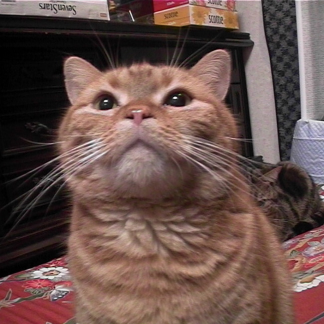 ヒップラインのカバー写真