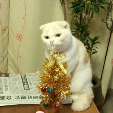 ベルはネオソフトね、でんちゃんはこっちの方が好き