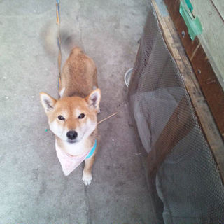 しばわんこおだやかな女の子