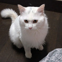 長毛白猫です