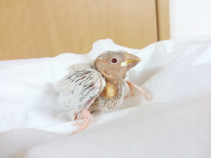 シルバーイノ文鳥です 一 茨城県 鳥の里親募集 ペットのおうち 月間利用者150万人 シルバーイノ文鳥です 一 茨城県 鳥の里親募集 ペットのおうち 月間利用者150万人