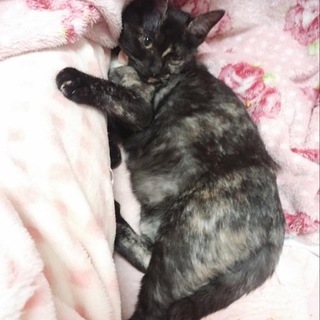 仲良し姉妹の1匹、サビィです。