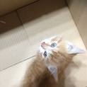 至急探しています。