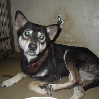 飼い主都合で引取り・・若い人慣れした子です