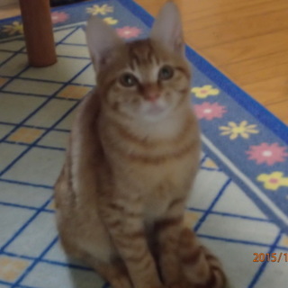 茶とら美にゃん姉妹