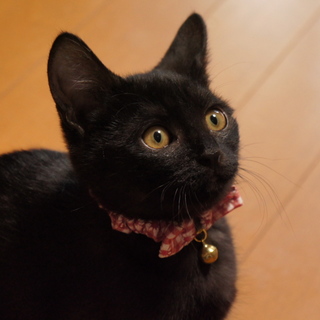 美人黒猫3ヶ月リカちゃん