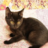 美人黒猫3ヶ月リカちゃん サムネイル2