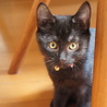 美人黒猫3ヶ月リカちゃん サムネイル3